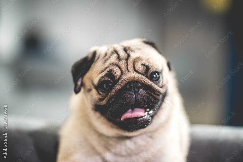 cute dog pug breed have a question and making funny face feeling so happiness and fun,Selective focus