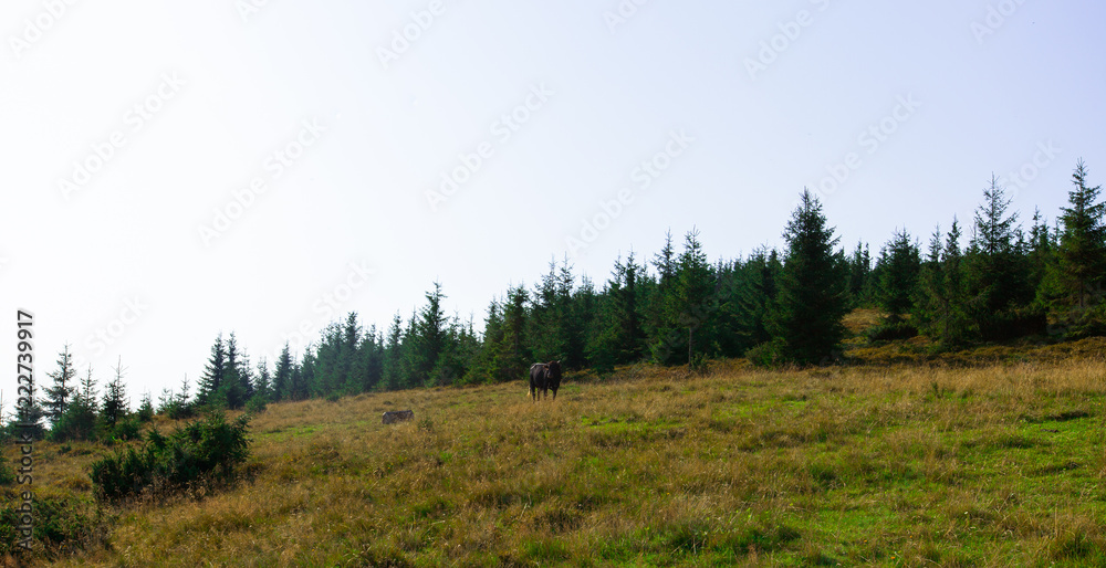 Bulls high in the mountains graze in summer Bulls high in the mountains graze in summer