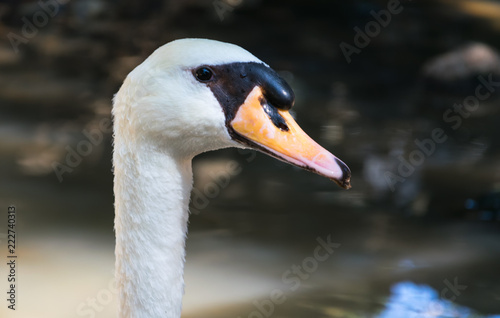 Fototapeta Naklejka Na Ścianę i Meble -  Retrato de un cisne
