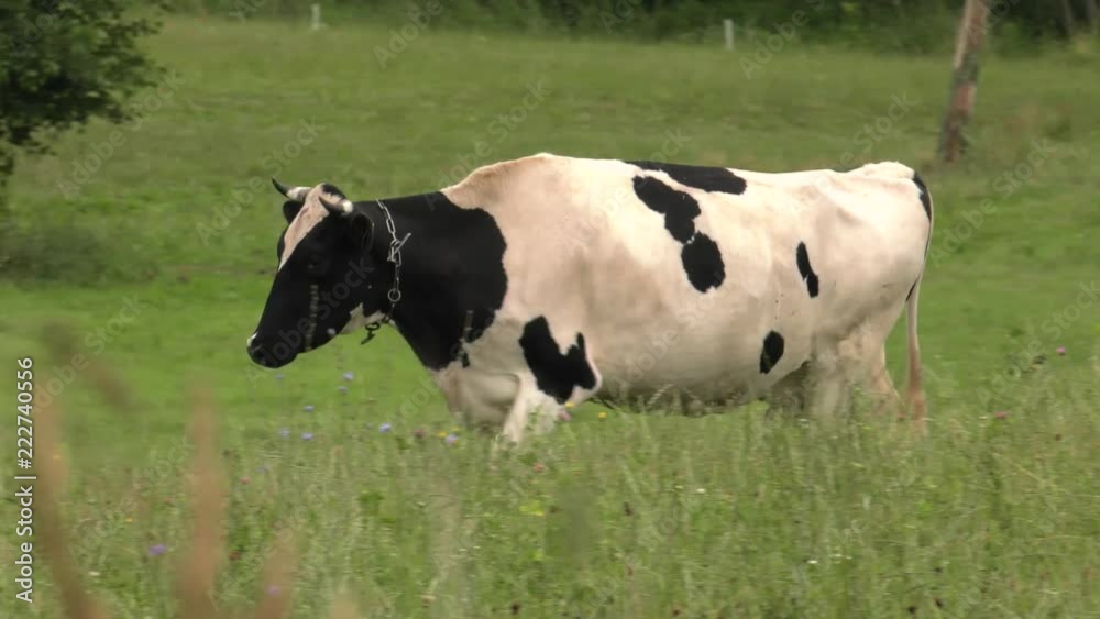 Several cows graze in the meadow. Field. Grass. Fence in the background. Panning,Wide angle, Several cows graze in the meadow. Field. Grass. Fence in the background. Panning,Wide angle,