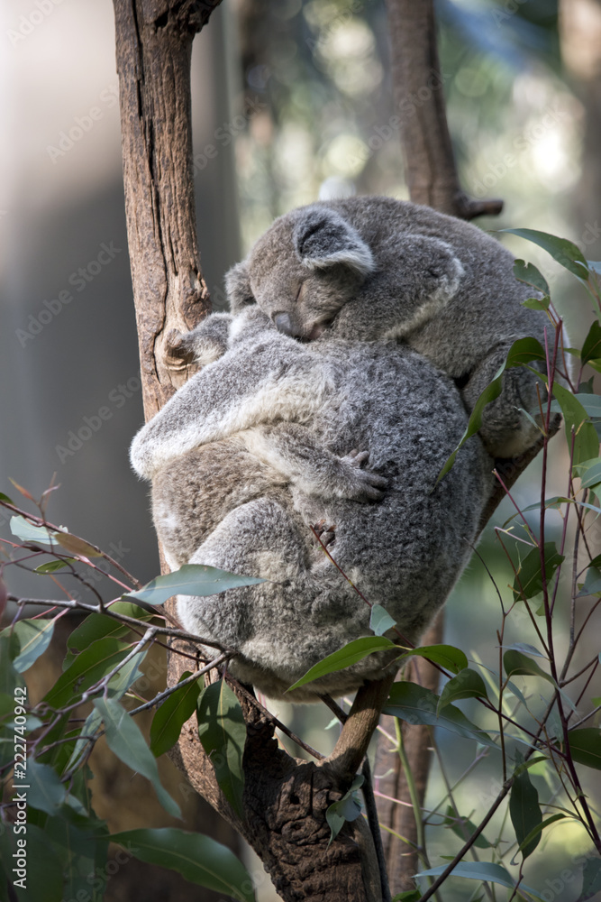 Obraz premium koala z dwoma joeysami