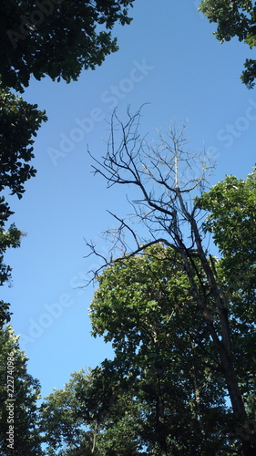 the art of forest in portrait