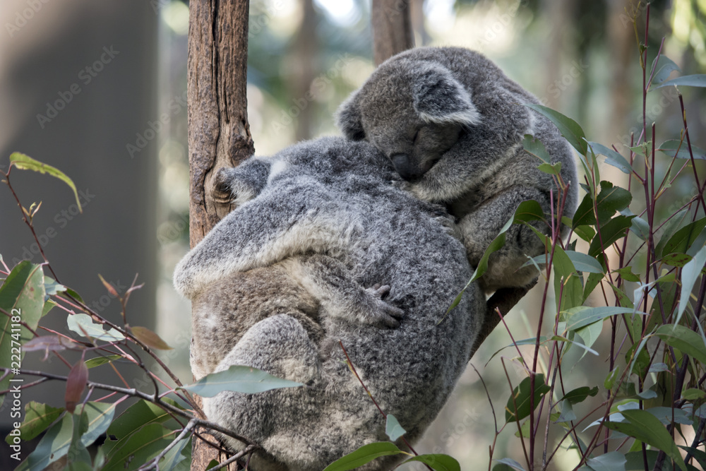 Naklejka premium koala z dwoma joeysami