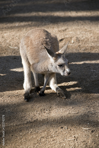 red kangaroo joey