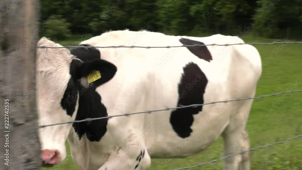 Several cows graze in the meadow. Field. Grass. Fence in the background. Panning,Wide angle, Several cows graze in the meadow. Field. Grass. Fence in the background. Panning,Wide angle,