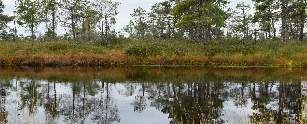 Obraz premium Pond with pine trees, grass and sky reflection on water surface on summer swamp landscape in kemeri national park Latvia. Panoramic view landscape.