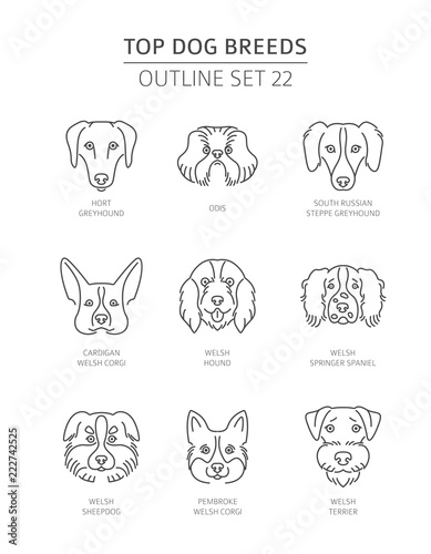 Top dog breeds. Pet outline collection. Vector illustration photo