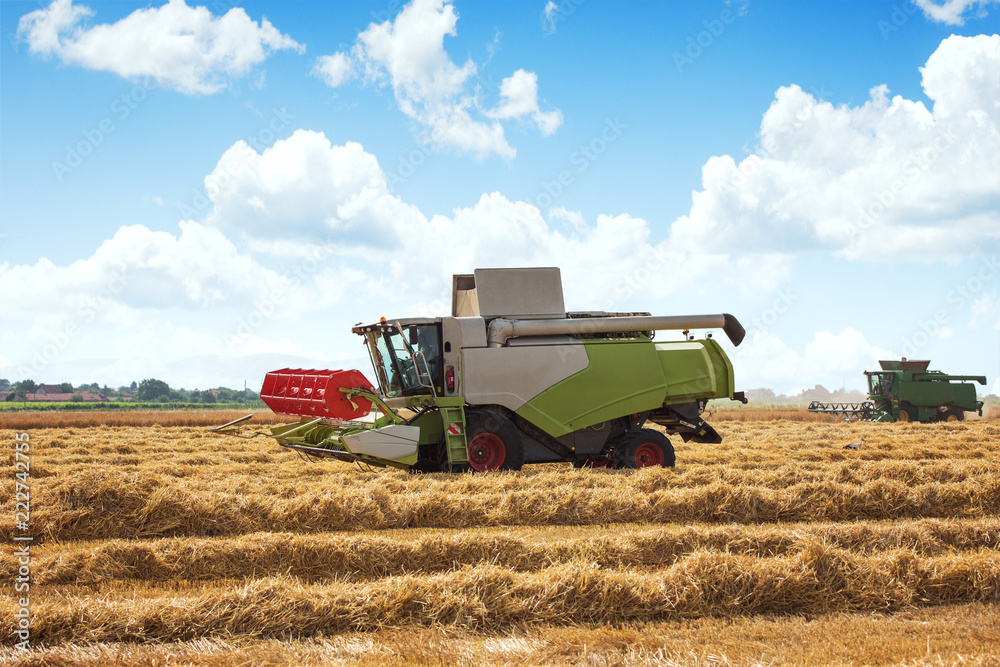 Obraz premium Combine Harvesting large wheat field