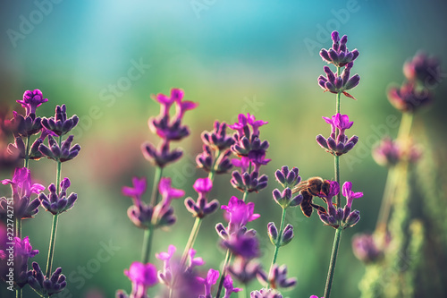 Fototapeta Naklejka Na Ścianę i Meble -  Bee on a Lavender flower in the field
