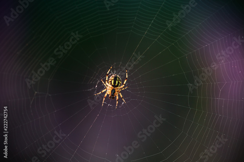 Spider on the web, macro shot