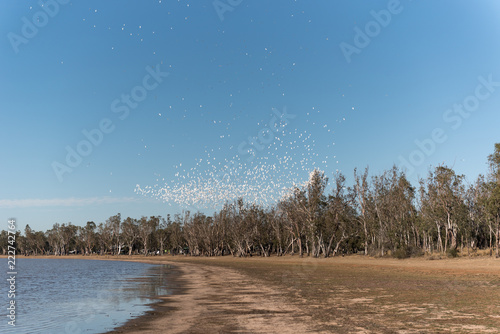 Wallpaper Mural Large flock of little corella, a small cockatoo, among the trees on the shore of Lake Broadwater, Dalby, Queensland, Australia. Torontodigital.ca