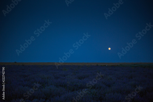 Purple Lavender field in the night under the moon