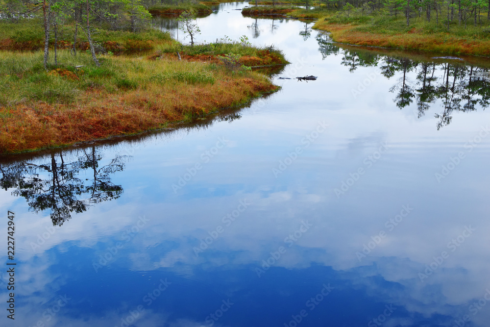 Pond with pine trees, grass and sky reflection on water surface on summer swamp landscape in kemeri national park Latvia.