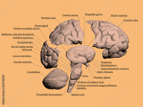 Structure of the human brain
