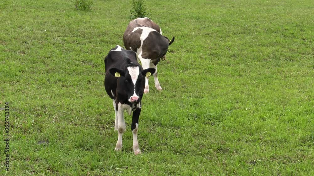 Several cows graze in the meadow. Field. Grass. Fence in the background. Panning,Wide angle, Several cows graze in the meadow. Field. Grass. Fence in the background. Panning,Wide angle,