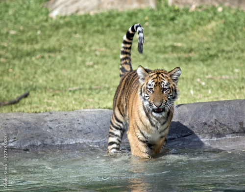 Fototapeta Naklejka Na Ścianę i Meble -  tiger cub
