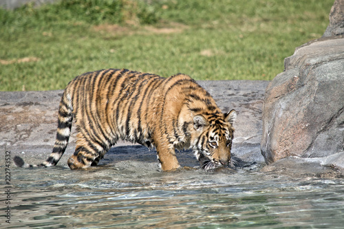 Fototapeta Naklejka Na Ścianę i Meble -  tiger cub