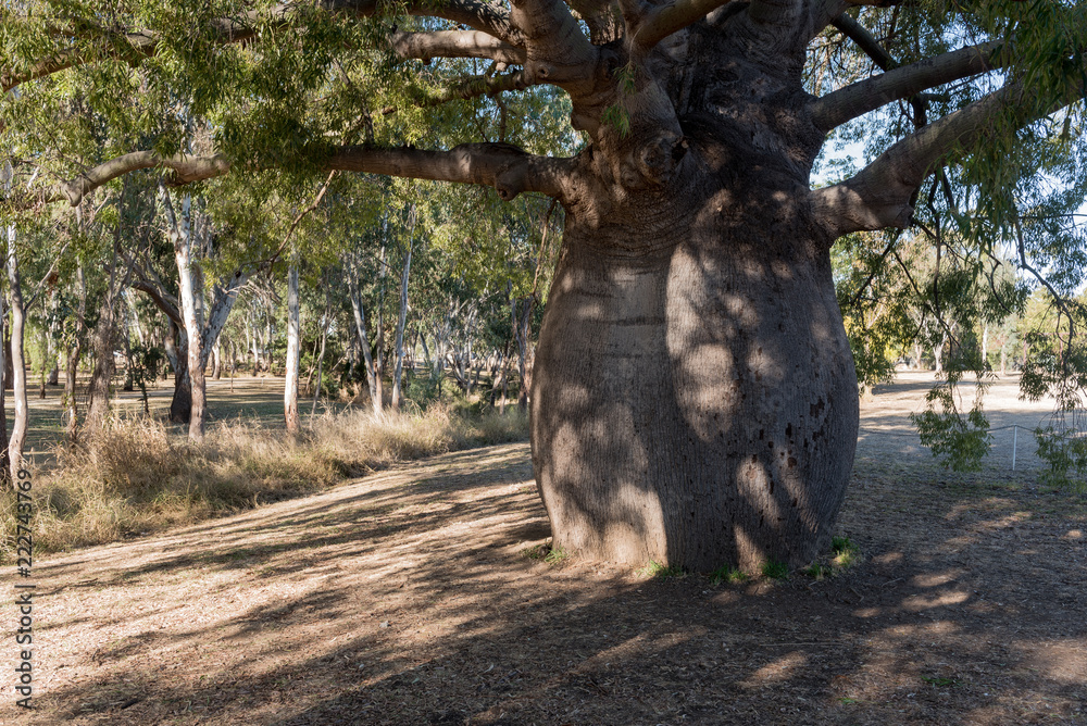 The largest bottle tree, brachychiton rupestre, in Roma, Queensland