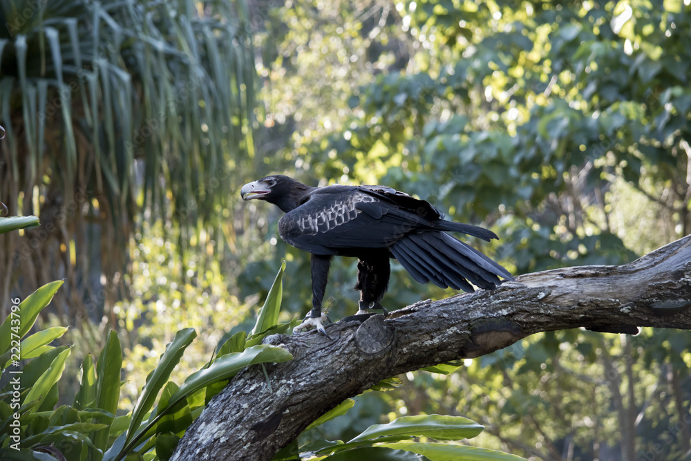 Obraz premium wedge tailed eagle
