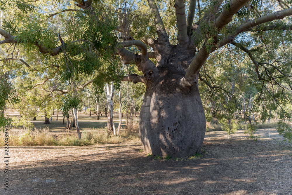 The largest bottle tree, brachychiton rupestre, in Roma, Queensland