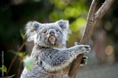 Fototapeta Naklejka Na Ścianę i Meble -  joey koala