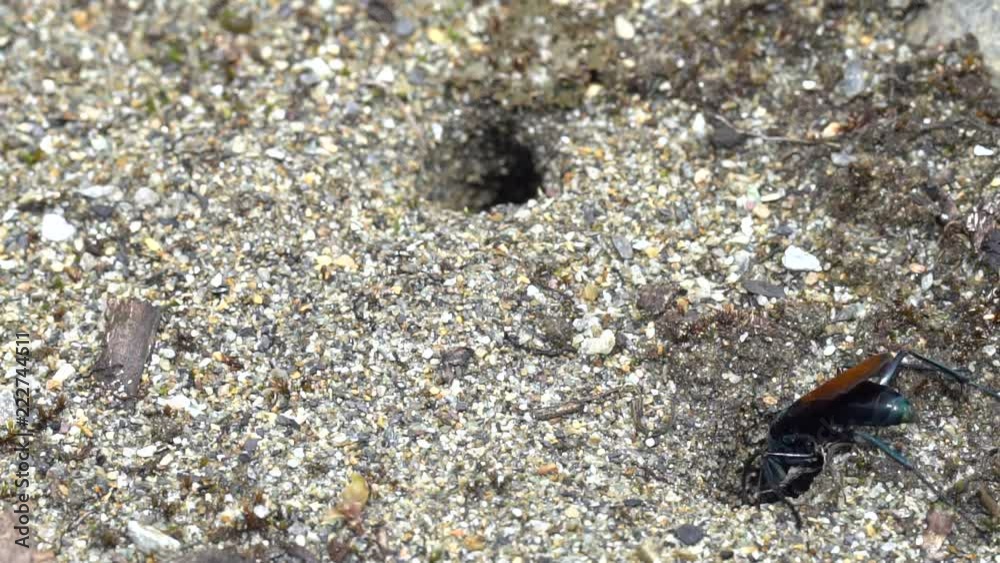 A Tarantula Hawk Wasp (Pepsis sp.) searching for spiders on the forest floor on the Amazonian slopes of the Andes in Ecuador