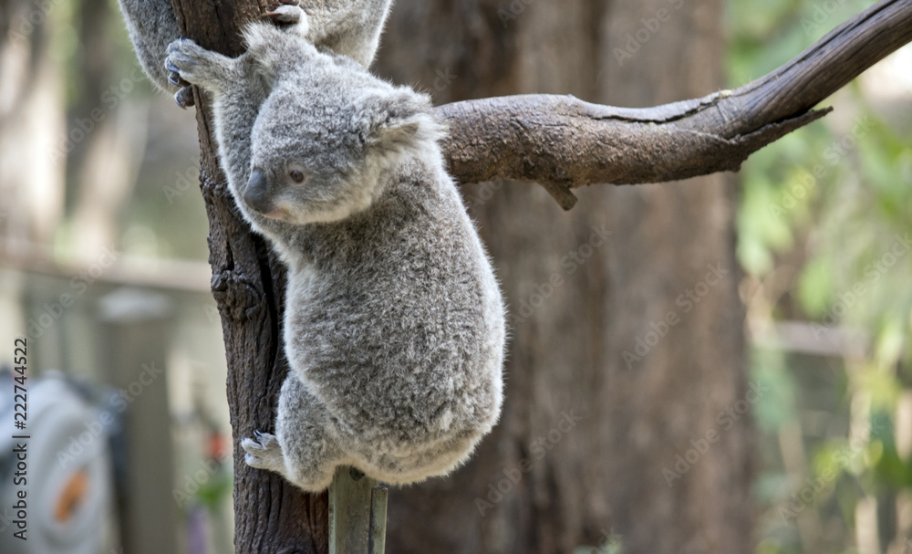 Obraz premium joey koala