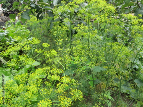 The bushes of fennel growing in the garden. Blooming dill. Inflorescences umbels of dill.