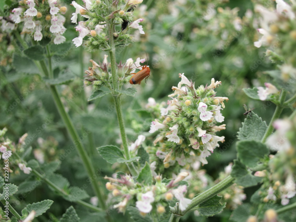 Beetle on the flowers of lemon balm. The insect collects nectar. Beetle on the flowers of lemon balm. The insect collects nectar.