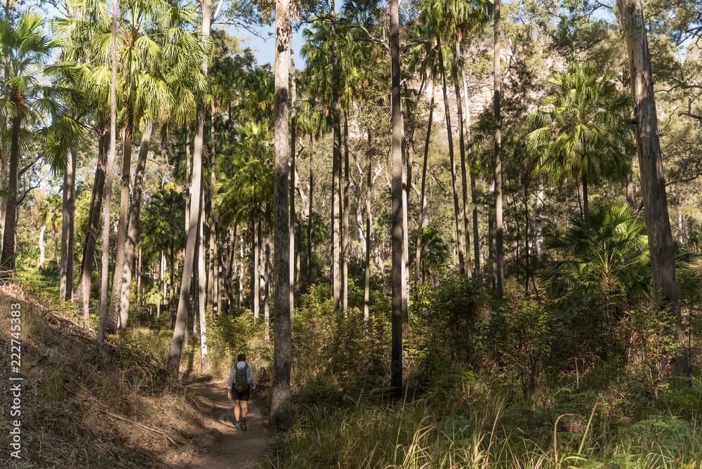 Obraz premium Hiker on the Baloon Cave Track, Carnarvon Gorge, Queensland, Australia. Forest of eucalyptus and Carnarvon fan palms.
