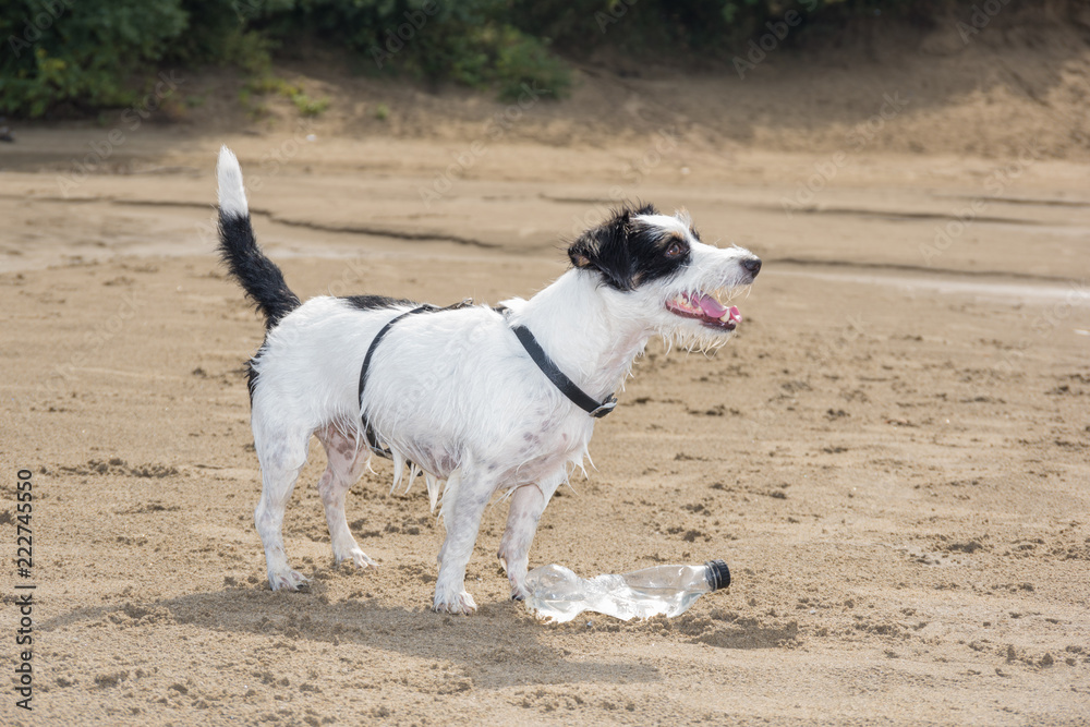 Jack breed Russell Longhair Terrier plays in the sand next to the river Jack breed Russell Longhair Terrier plays in the sand next to the river