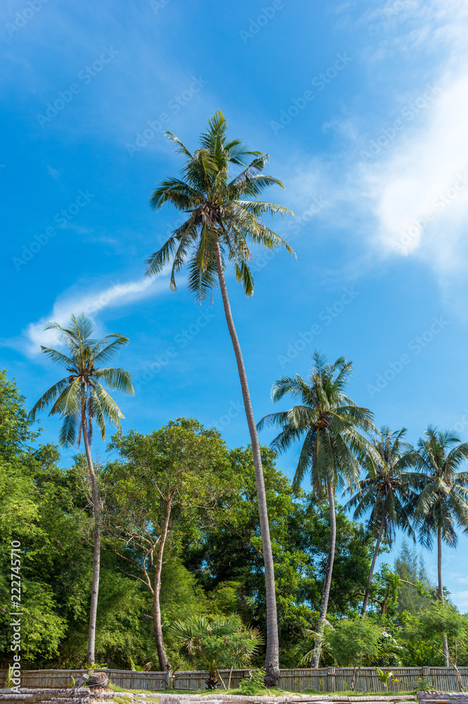 Coconut palm tree on sandy beach with blue sky