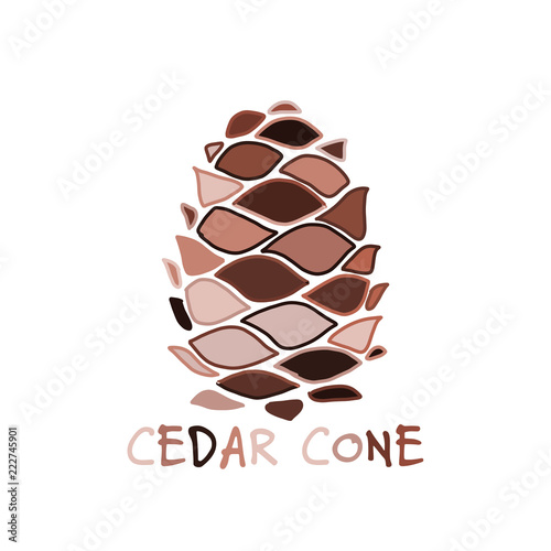 Cedar cone, sketch for your design