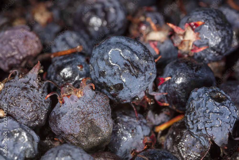 Amelancher ripe berries as a background Amelancher ripe berries as a background