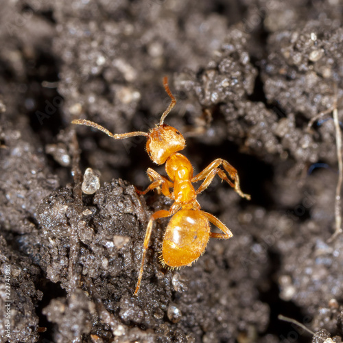 Yellow ant on black ground in nature