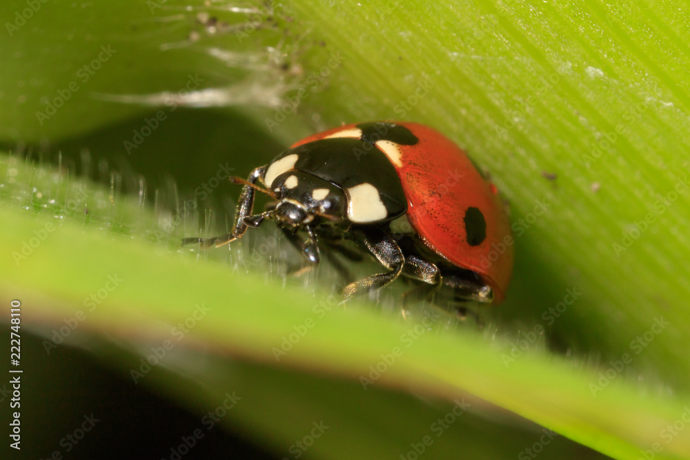 Ladybug on a plant in nature