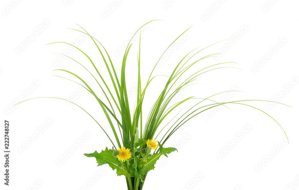 Fototapeta premium Grass green and yellow dandelions.