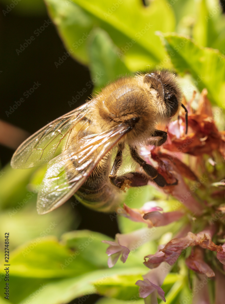 A bee collects honey on a flower A bee collects honey on a flower