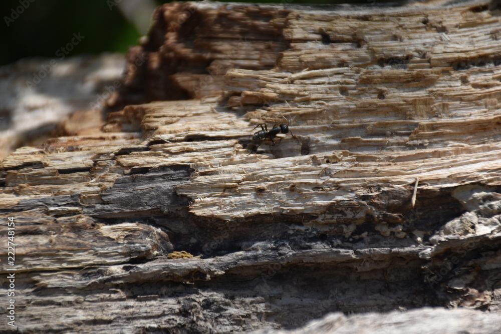 View of black ant on brown wooden trunk View of black ant on brown wooden trunk