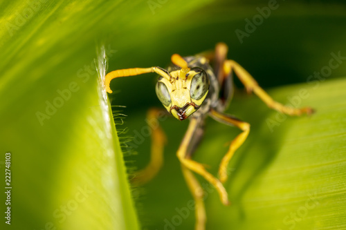 Portrait of a wasp on a green leaf © schankz