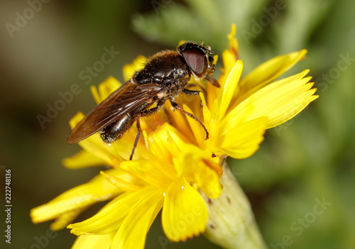 A bee collects honey on a flower © schankz