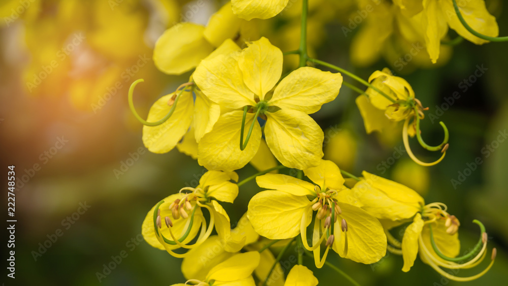 Obraz premium Golden Shower Tree