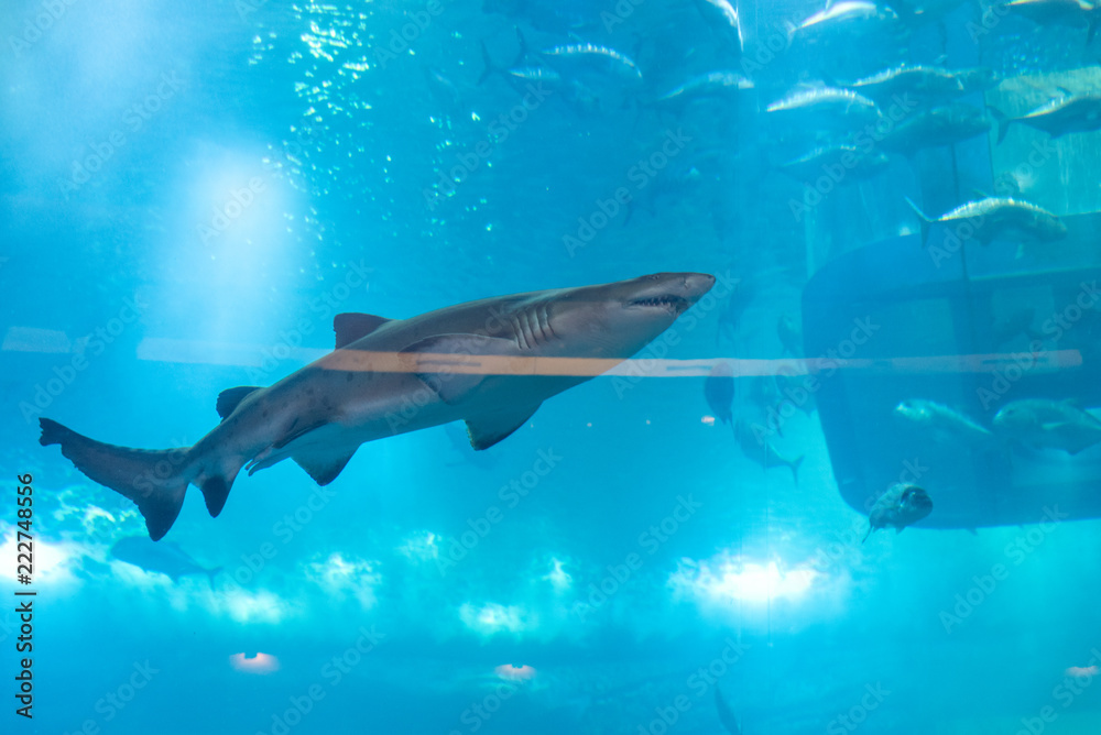 Fototapeta premium Dubai travel photography, United arabic emirates