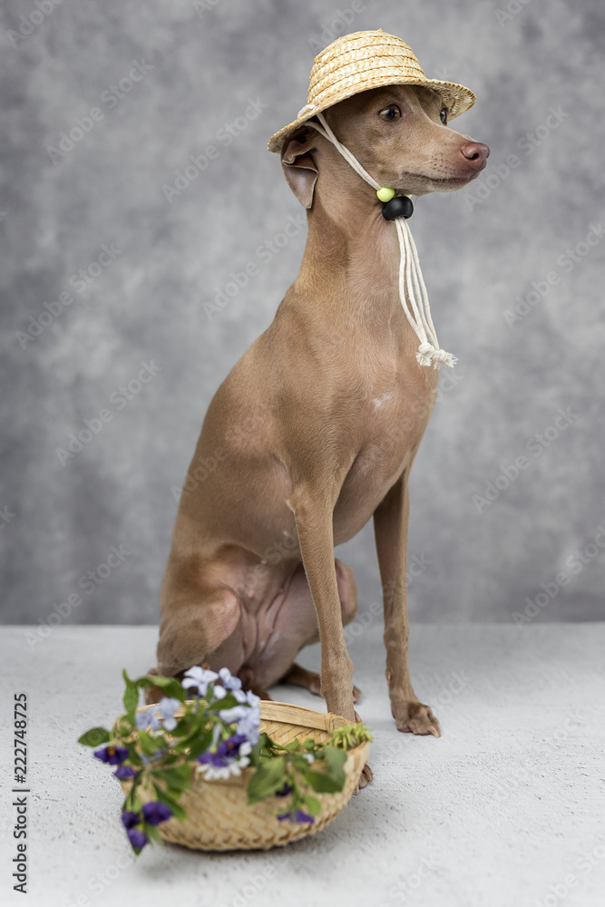 Portrait of little italian greyhound dog.Costume. Hat Stock Photo