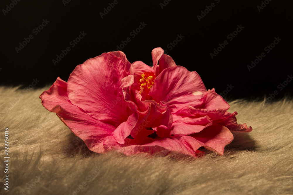 Macro picture of a pink flower Macro picture of a pink flower