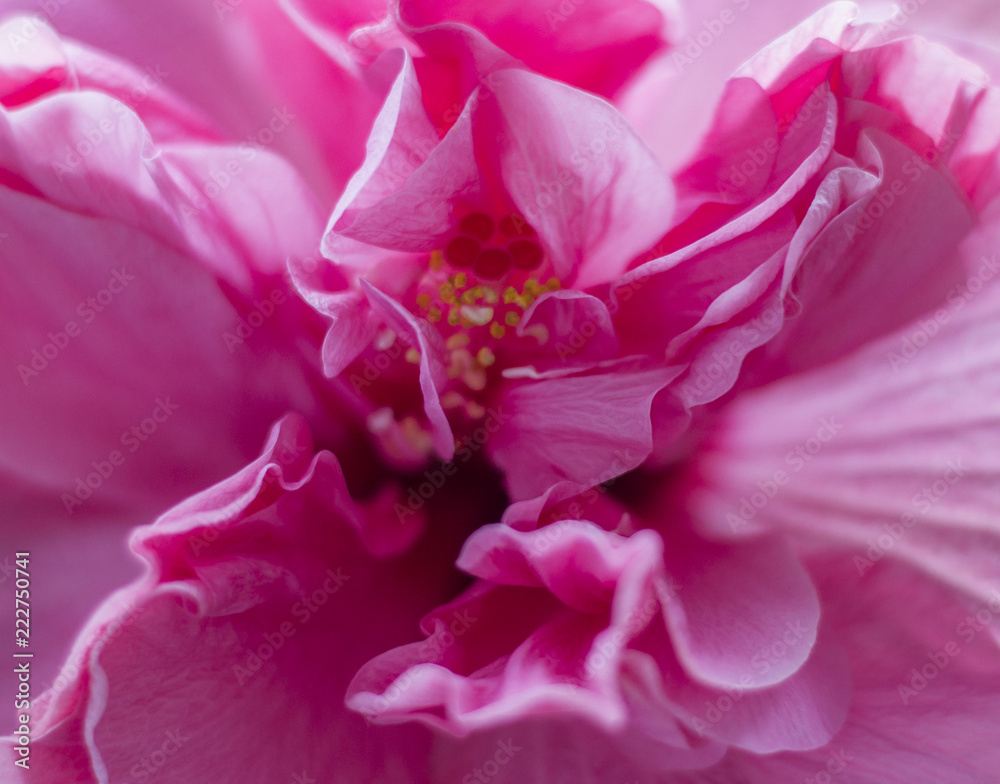 Macro picture of a pink flower