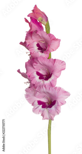 Fototapeta Naklejka Na Ścianę i Meble -  gladiolus flower isolated