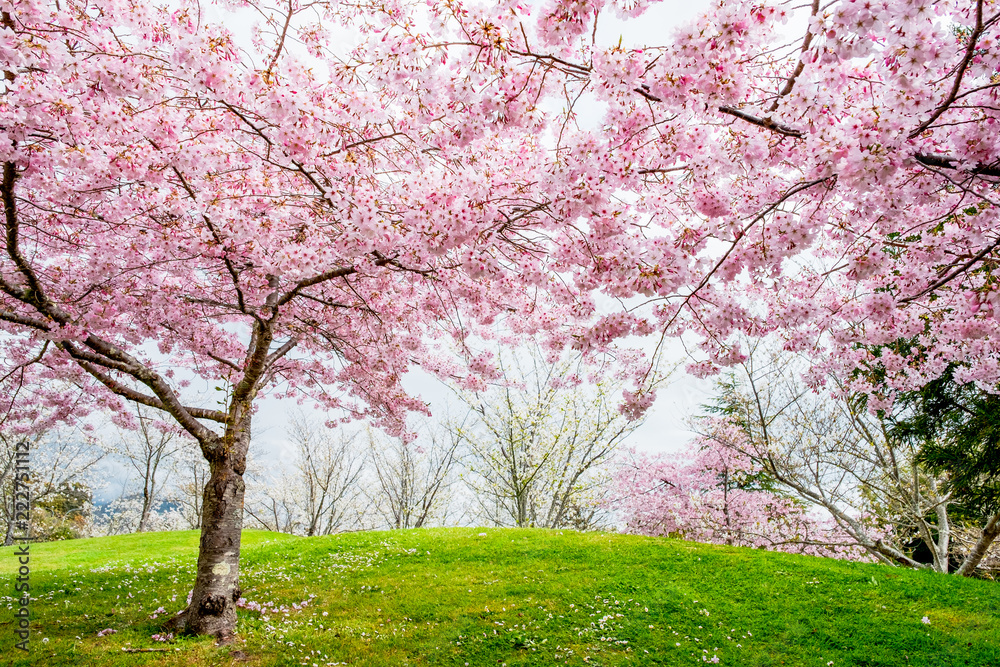 Beautiful full bloom cherry Blossom trees in the early spring season. Pink Sakura Japanese flower in Japanese garden with green grass.