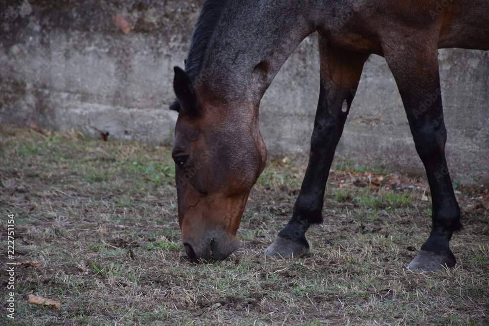 cavallo cavallo