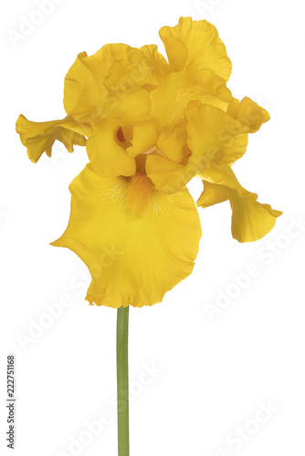 Fototapeta Naklejka Na Ścianę i Meble -  iris flower isolated